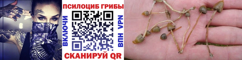 Псилоцибиновые грибы Cubensis  где продают наркотики  Дубна 